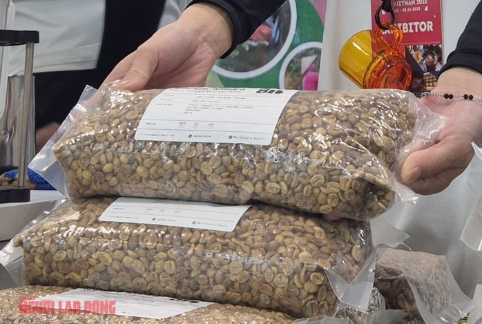Giá cà phê hôm nay 3 - 11: Cà phê nhân đặc sản giá 650 . 000 Đồng / kg - Ảnh 2.