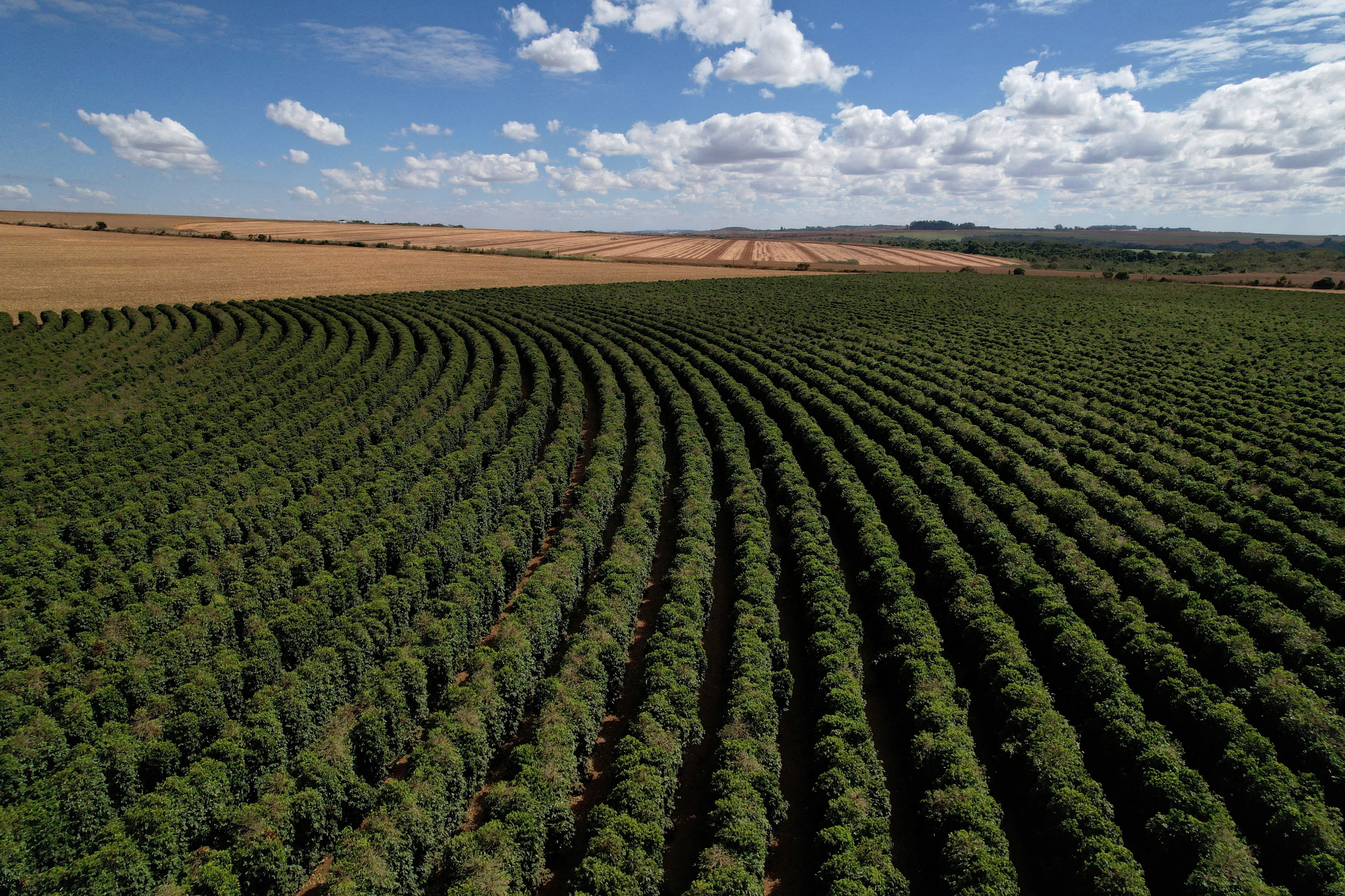 Nông trại trồng cà phê (Ảnh minh hoạ: Reuters)