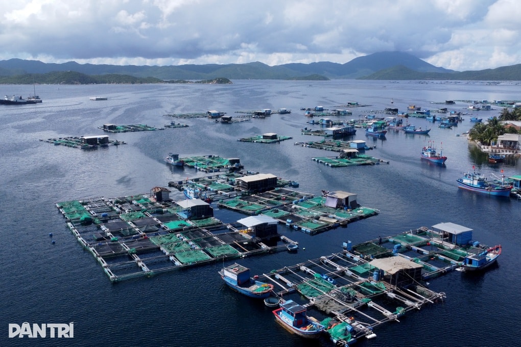 Tôm hùm giảm giá trước bão Kalmaegi, người nuôi vẫn tranh thủ bán sớm - 1 Tôm hùm giảm giá trước bão Kalmaegi, người nuôi vẫn tranh thủ bán sớm - 1