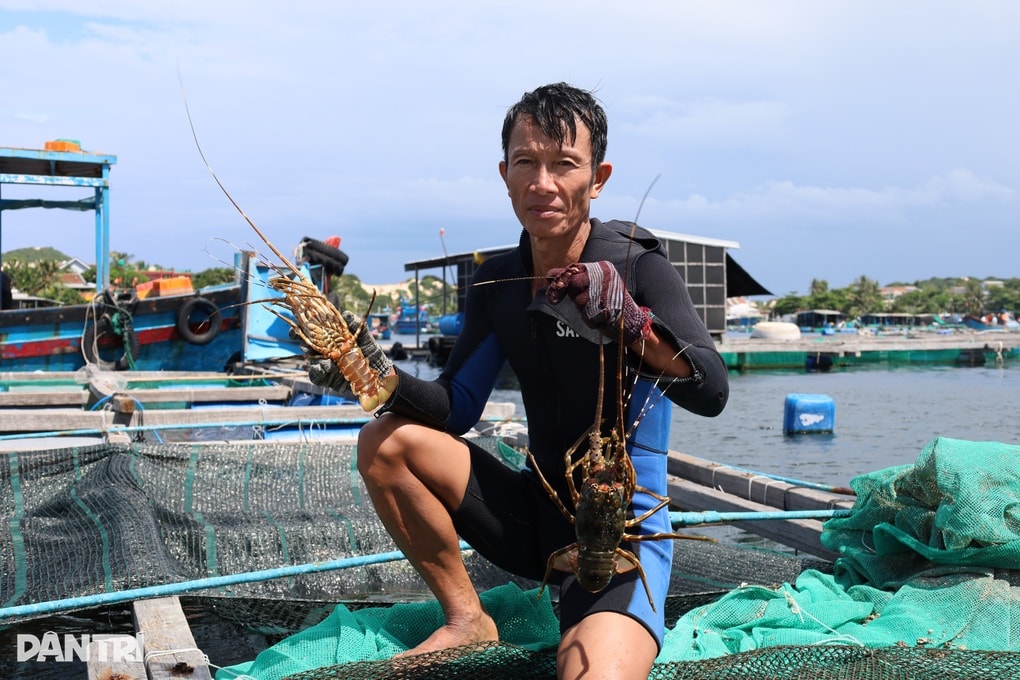 Tôm hùm giảm giá trước bão Kalmaegi, người nuôi vẫn tranh thủ bán sớm - 2 Tôm hùm giảm giá trước bão Kalmaegi, người nuôi vẫn tranh thủ bán sớm - 2