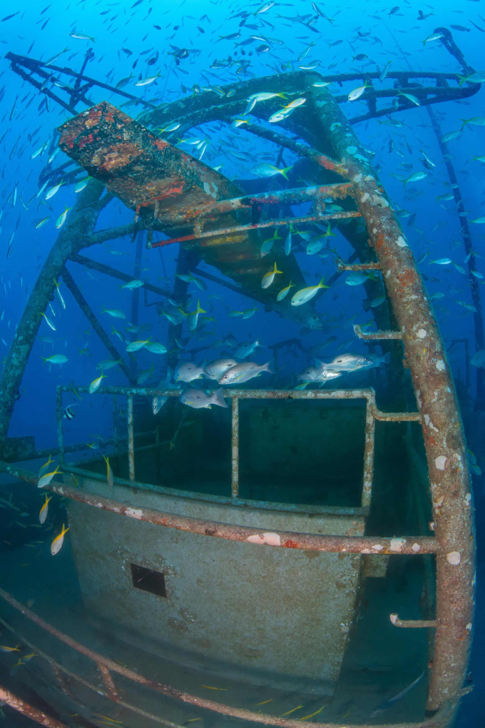 Cá bơi lội quanh một chiếc tàu đắm dưới Vịnh Thái Lan. Ảnh: Global Reef
