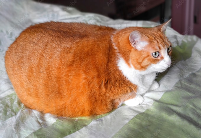 Chủ nhân của Rémi cho rằng không có bằng chứng về việc thú cưng của mình là thủ phạm, vì trong khu phố rất nhiều mèo cam khác. Ảnh: Adobe Stock