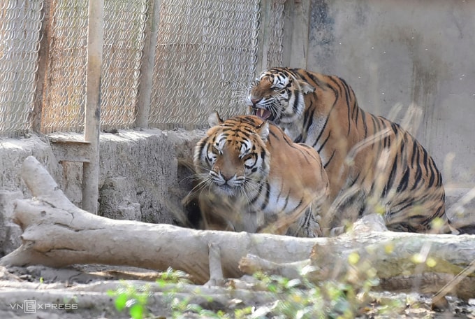 Đàn hổ của gia đình ông Nguyễn Mậu Chiến ở xã Xuân Tín. Ảnh: Lê Hoàng