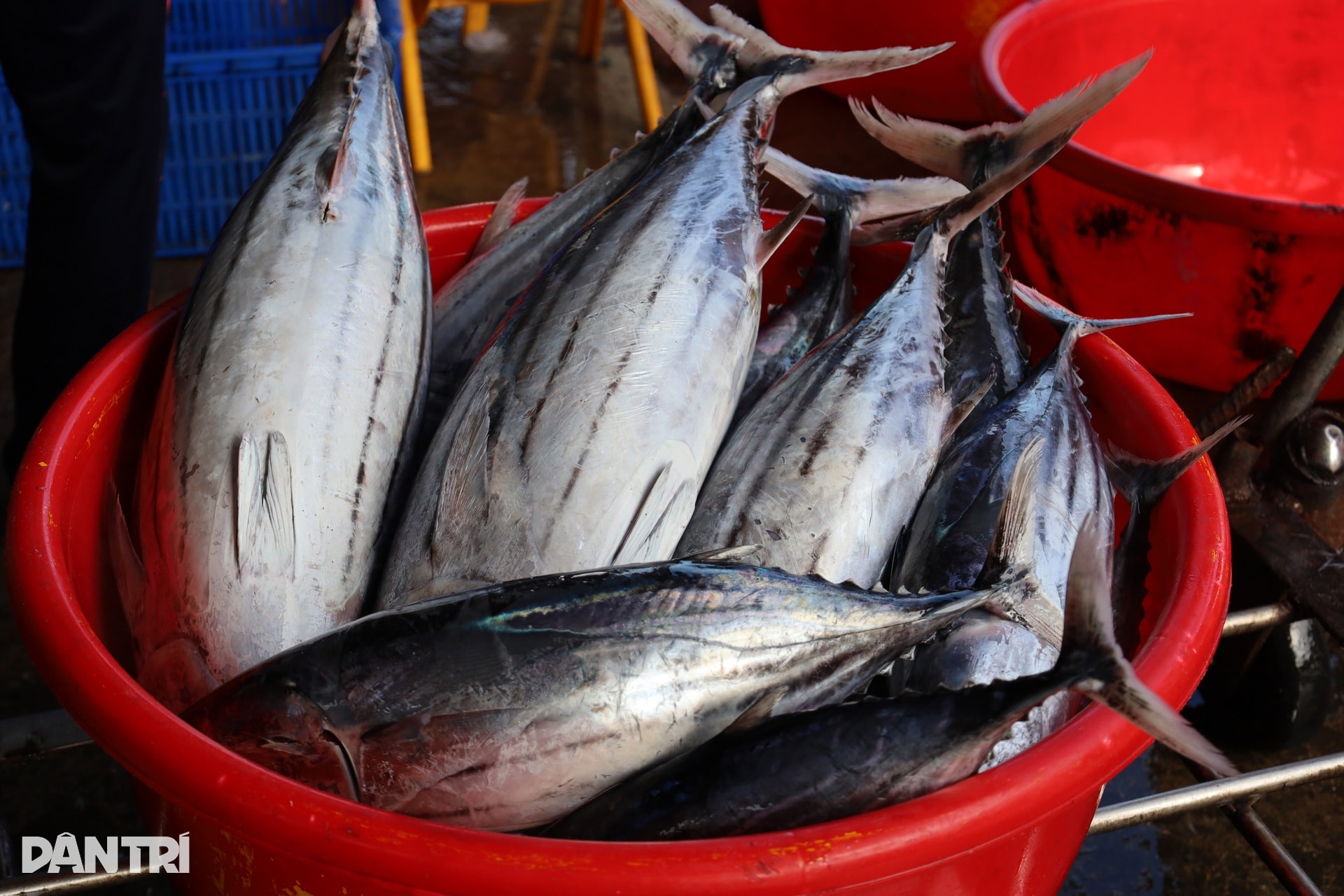 Chấp nhận lỗ cả trăm triệu đồng, ngư dân vượt sóng về tránh bão Kalmaegi - 4