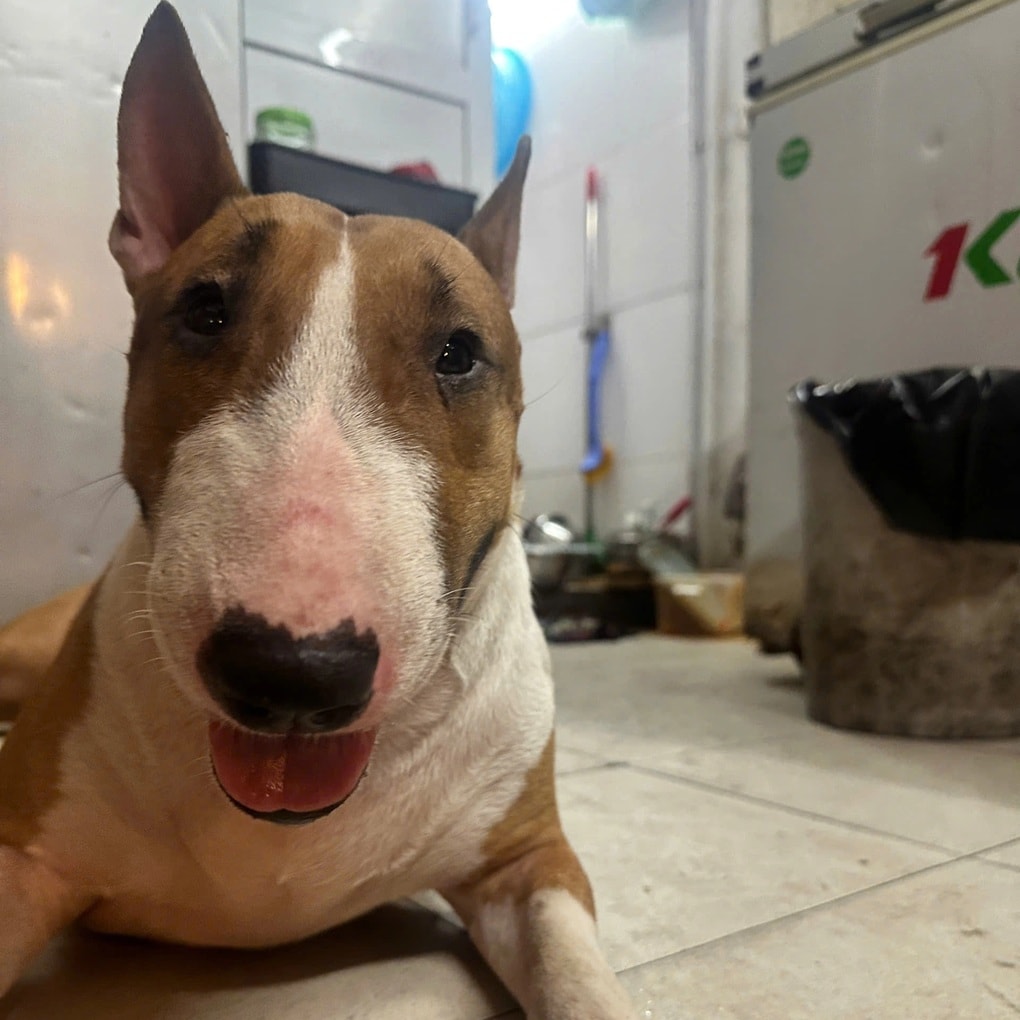 Quán nướng ở Hà Nội có chú chó xấu lạ, chủ lo vỡ trận vì đông khách - 1 Quán nướng ở Hà Nội có chú chó xấu lạ, chủ lo vỡ trận vì đông khách - 1