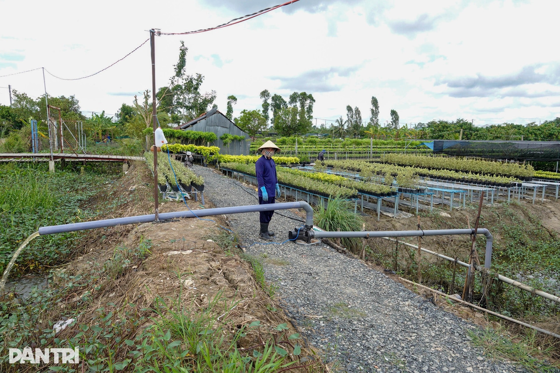 Nông dân miền Tây lo mất Tết vì sạt lở, vỡ đê, nước ngập bủa vây - 8