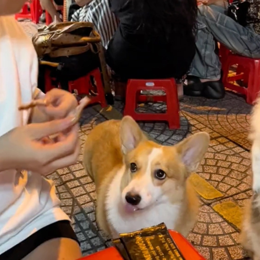 Quán nướng ở Hà Nội có chú chó xấu lạ, chủ lo vỡ trận vì đông khách - 4 Quán nướng ở Hà Nội có chú chó xấu lạ, chủ lo vỡ trận vì đông khách - 4