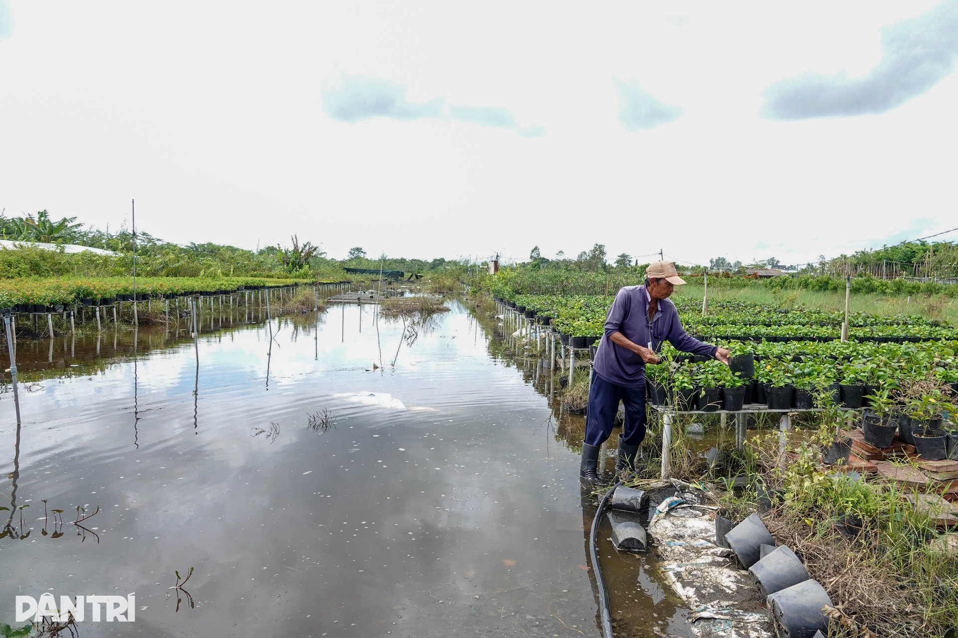 Nông dân miền Tây lo mất Tết vì sạt lở, vỡ đê, nước ngập bủa vây - 7