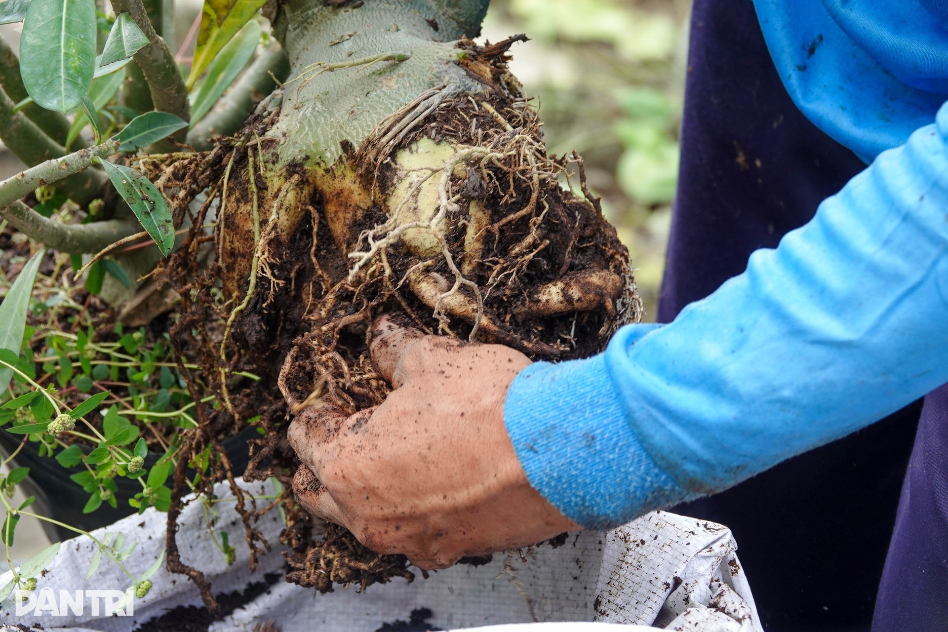 Nông dân miền Tây lo mất Tết vì sạt lở, vỡ đê, nước ngập bủa vây - 10