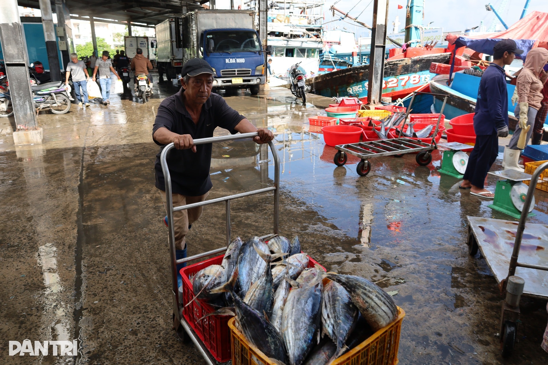 Chấp nhận lỗ cả trăm triệu đồng, ngư dân vượt sóng về tránh bão Kalmaegi - 5