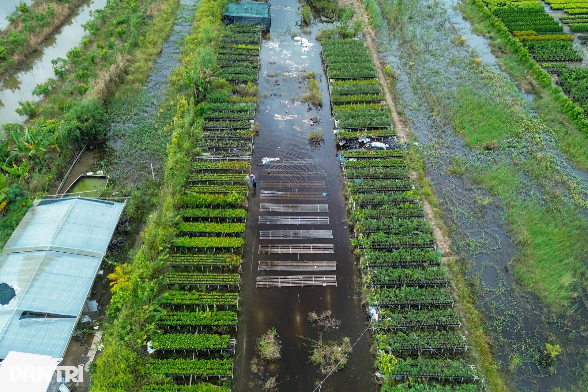 Nông dân miền Tây lo mất Tết vì sạt lở, vỡ đê, nước ngập bủa vây - 6