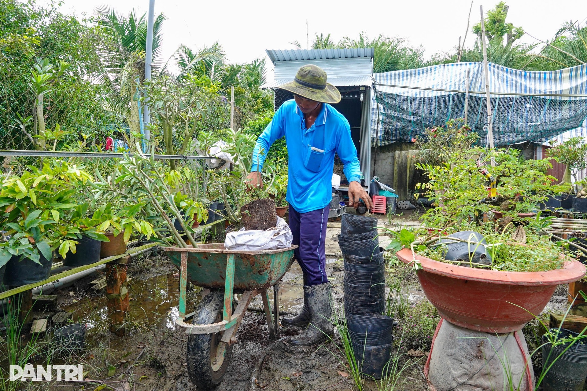 Nông dân miền Tây lo mất Tết vì sạt lở, vỡ đê, nước ngập bủa vây - 9