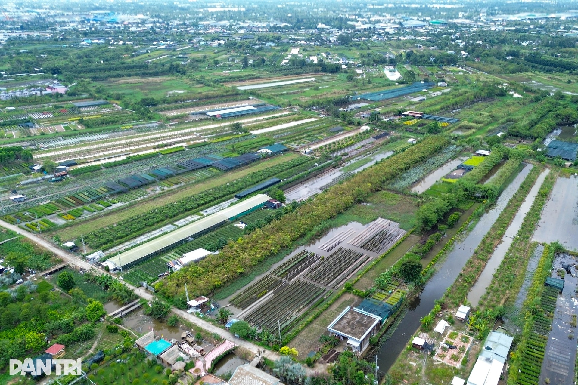 Nông dân miền Tây lo mất Tết vì sạt lở, vỡ đê, nước ngập bủa vây - 11