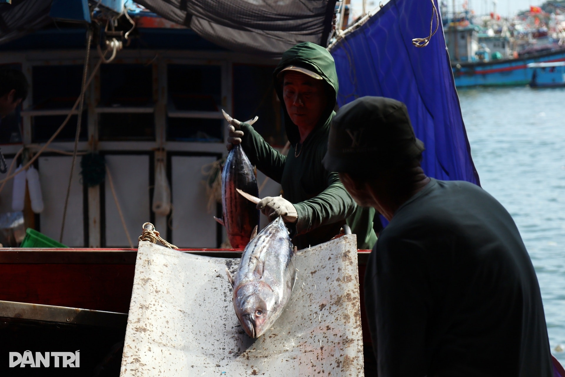 Chấp nhận lỗ cả trăm triệu đồng, ngư dân vượt sóng về tránh bão Kalmaegi - 3