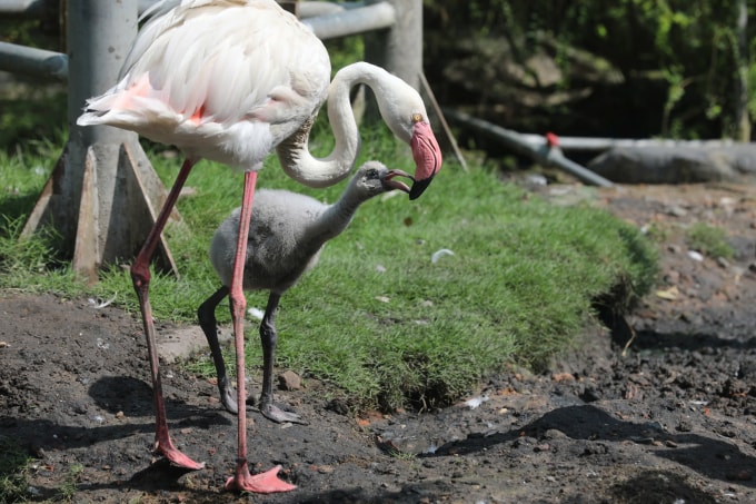 Hồng hạc con được mẹ chăm sóc ở Thảo Cầm Viên. Ảnh: An Phương