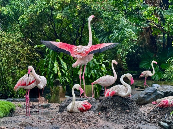 Đàn hồng hạc ở Thảo Cầm Viên Sài Gòn. Ảnh: An Phương