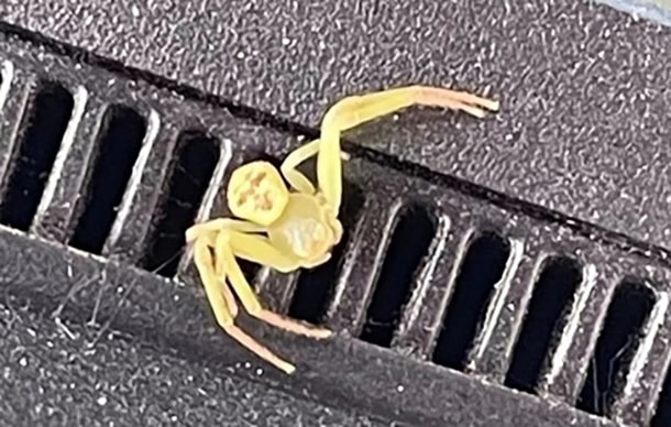 Xuất hiện "nhện mặt người" gây xôn xao cộng đồng mạng - Ảnh 1.