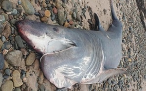 Phát hiện chấn động trong công viên biển bỏ hoang ở Pháp - Ảnh 4.