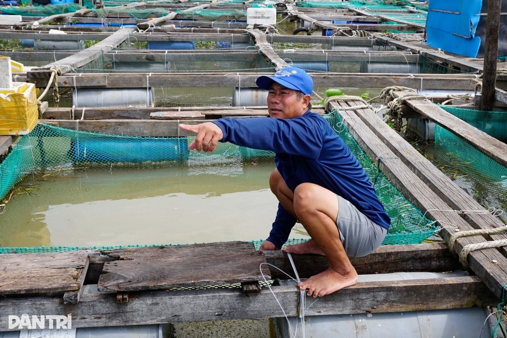 Chủ lồng cá vội bán lúa non, nín thở cầu bão Kalmaegi tan - 1