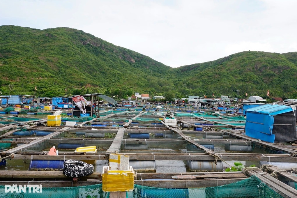 Chủ lồng cá vội bán lúa non, nín thở cầu bão Kalmaegi tan - 3