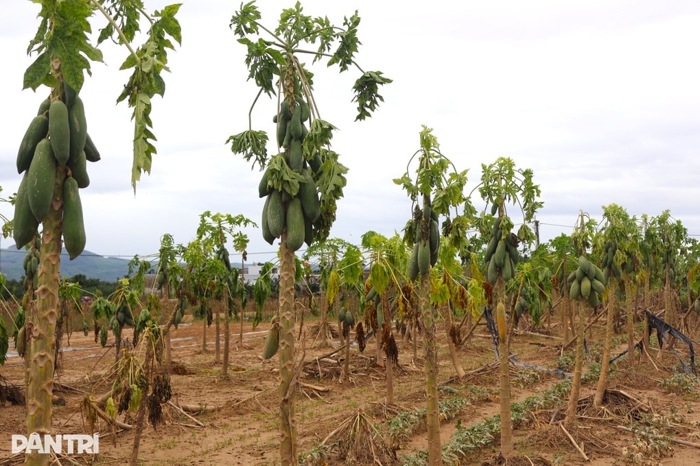 Làng rau tan hoang, nông dân trắng tay sau lũ lớn - 2 Làng rau tan hoang, nông dân trắng tay sau lũ lớn - 2
