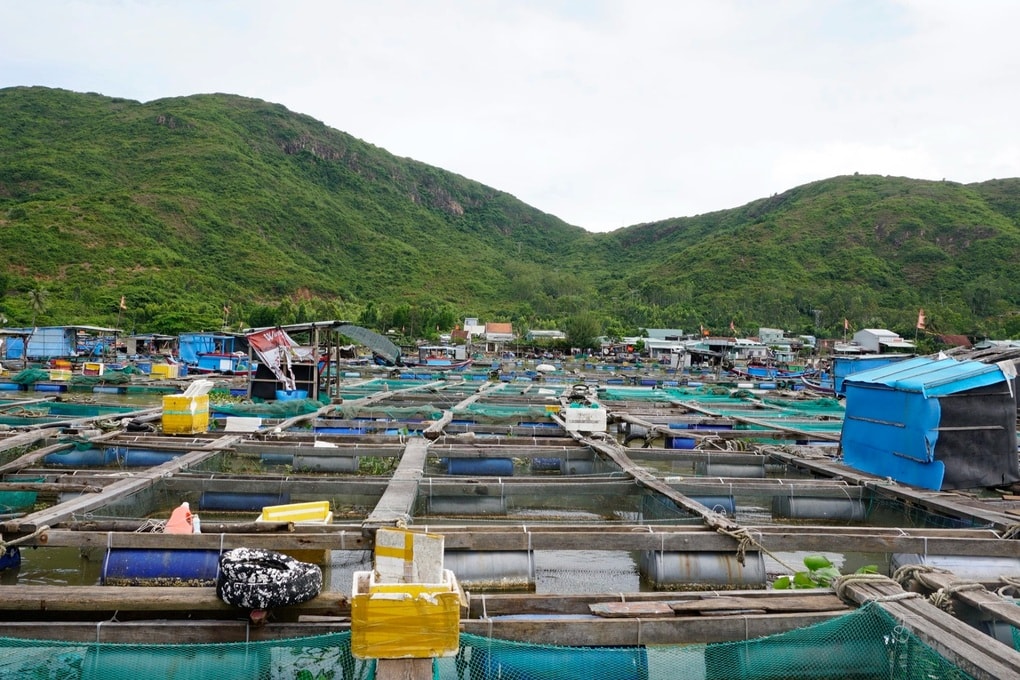 Chủ lồng cá vội bán lúa non, nín thở cầu bão Kalmaegi tan - 2