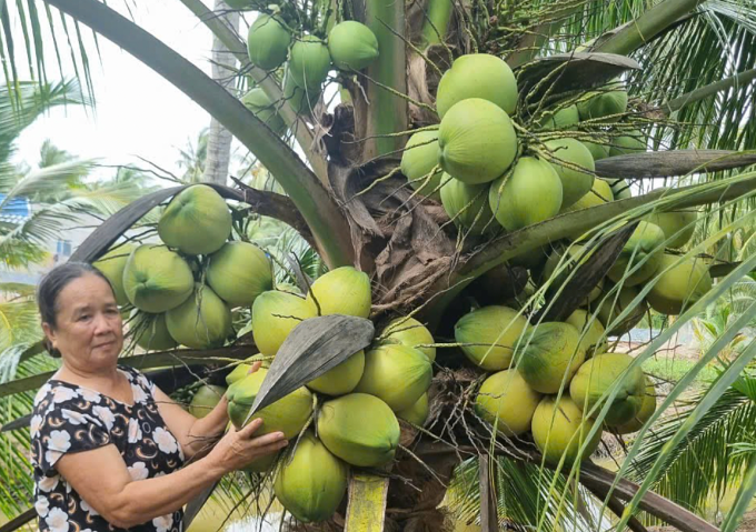 Dừa tươi tại nhà vườn ở Đồng bằng sông Cửu Long. Ảnh: Đăng Khoa