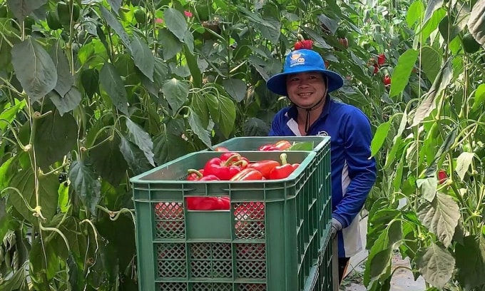 Lao động thời vụ nông nghiệp tại Hàn Quốc. Ảnh: Nam Cường