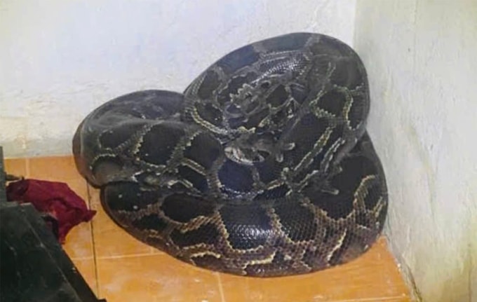 Con trăn cuộn tròn trong nhà người dân. Ảnh: Trần Nam