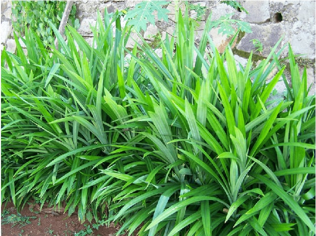 Lá thơm đặc trưng là "thần dược" dễ tìm trong vườn nhà, hiệu quả bất ngờ cho sức khỏe - Ảnh 1.