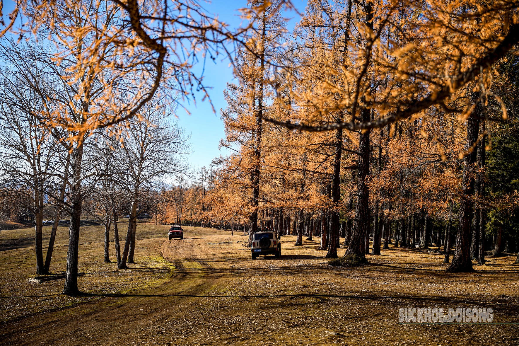 Mùa thu ở Tân Cương trải dài như dải lụa vàng giữa trời và đất- Ảnh 12. Mùa thu ở Tân Cương trải dài như dải lụa vàng giữa trời và đất- Ảnh 12.
