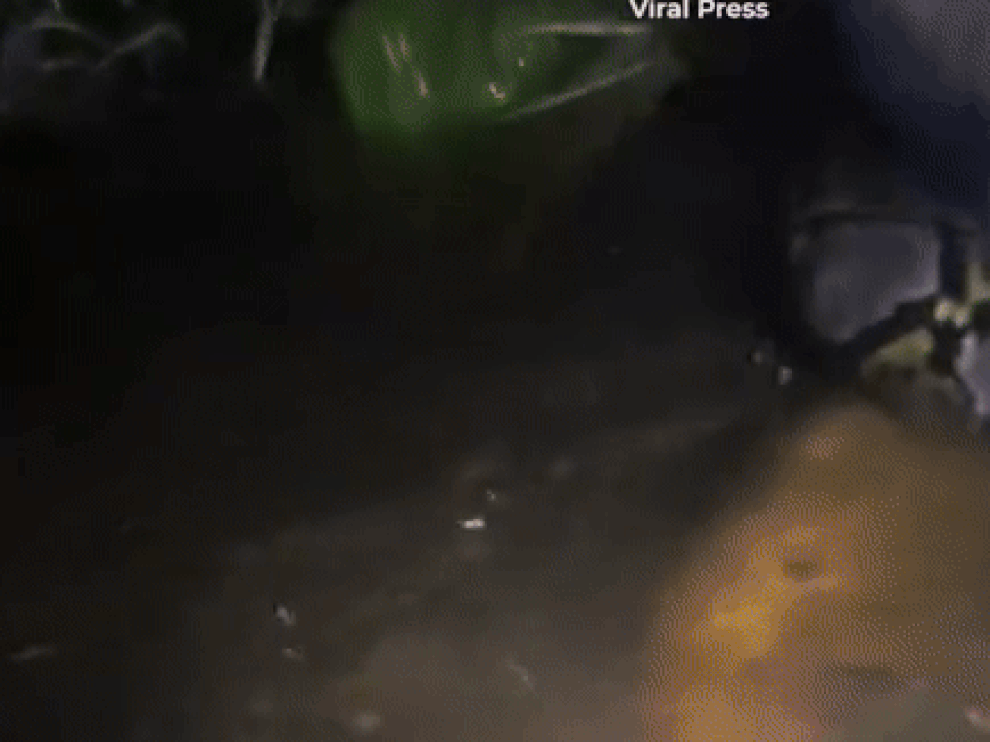 Hướng dẫn viên du lịch bị con trăn dài 6m kéo xuống nước, siết chặt vào cổ - 1 Hướng dẫn viên du lịch bị con trăn dài 6m kéo xuống nước, siết chặt vào cổ - 1