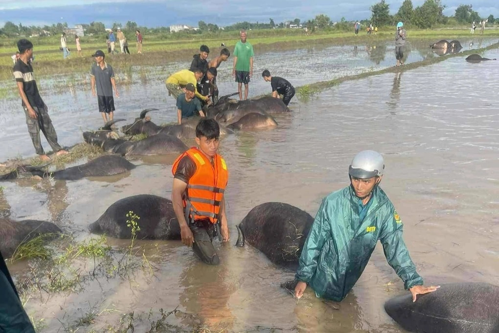 Hàng loạt con trâu chết trôi trên đồng do ngập trong nước lũ - 2