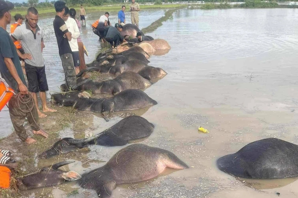 Hàng loạt con trâu chết trôi trên đồng do ngập trong nước lũ - 1