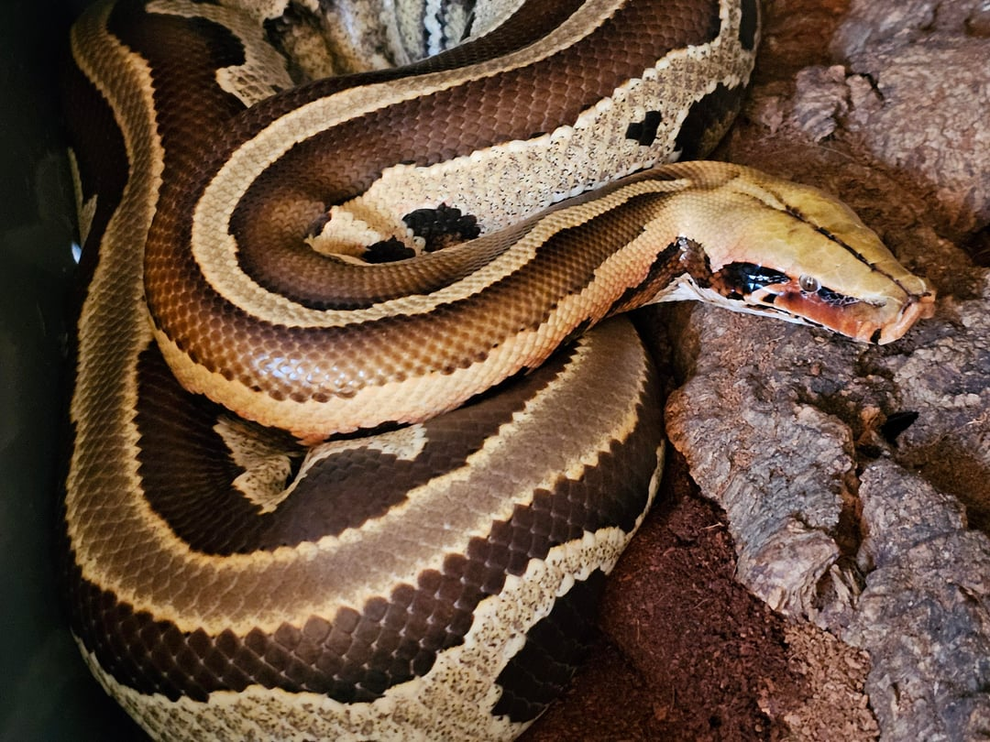 Hướng dẫn viên du lịch bị con trăn dài 6m kéo xuống nước, siết chặt vào cổ - 2 Hướng dẫn viên du lịch bị con trăn dài 6m kéo xuống nước, siết chặt vào cổ - 2