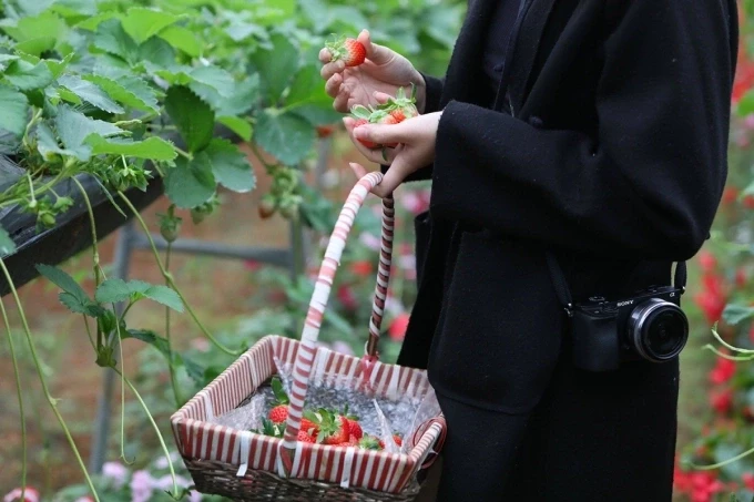 Du khách trải nghiệm hái dâu tại Mộc Châu. Ảnh: Ngọc Thành