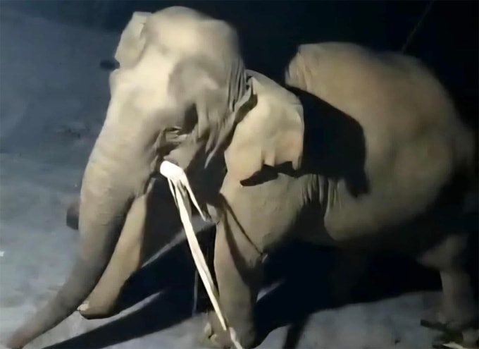 Voi rừng xuất hiện tại xã Mường Chọng hồi tháng 6/2023. Ảnh: Hùng Lê