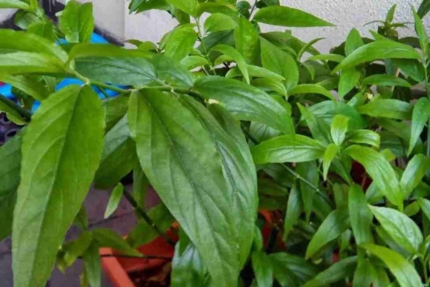 Loại cây dại trước làm hàng rào, nay thành đặc sản nức tiếng vừa ngon vừa tốt cho sức khỏe - Ảnh 4.