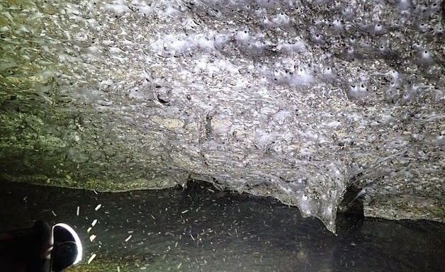 Phát hiện mạng nhện lớn nhất thế giới tại biên giới Hy Lạp – Albania - Ảnh 1. Phát hiện mạng nhện lớn nhất thế giới tại biên giới Hy Lạp – Albania - Ảnh 1.