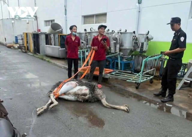 Bắt giữ chim đà điểu chạy rông gây mất an toàn giao thông để tìm chủ nhân - Ảnh 3.