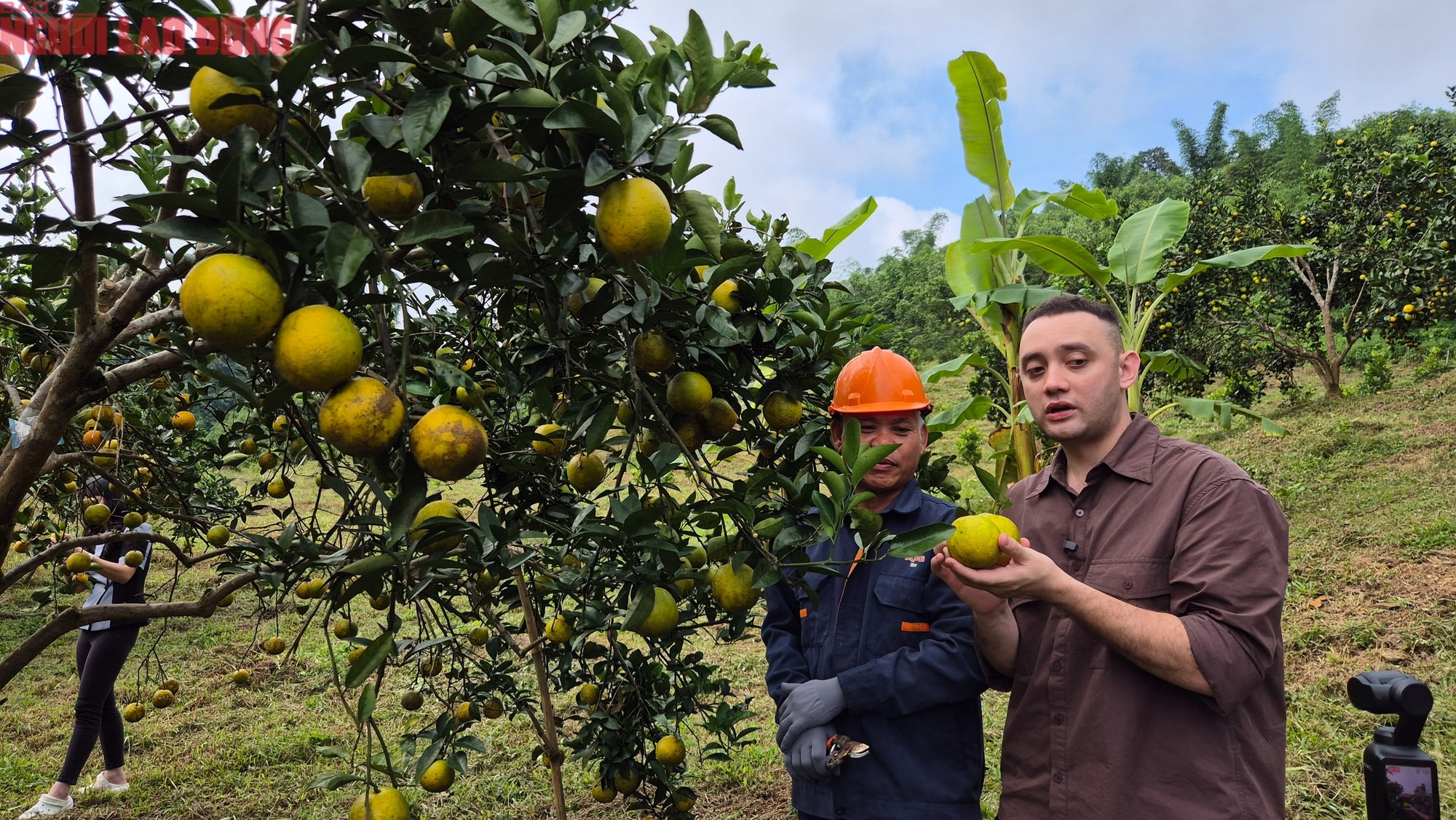 Đưa vườn cam, dưa kim hoàng hậu vùng cao lên sóng livestream - Ảnh 1.