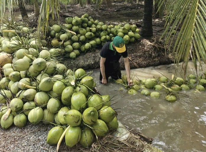 Xây dựng thương hiệu "Dừa Việt Nam xanh và an toàn" - Ảnh 1.