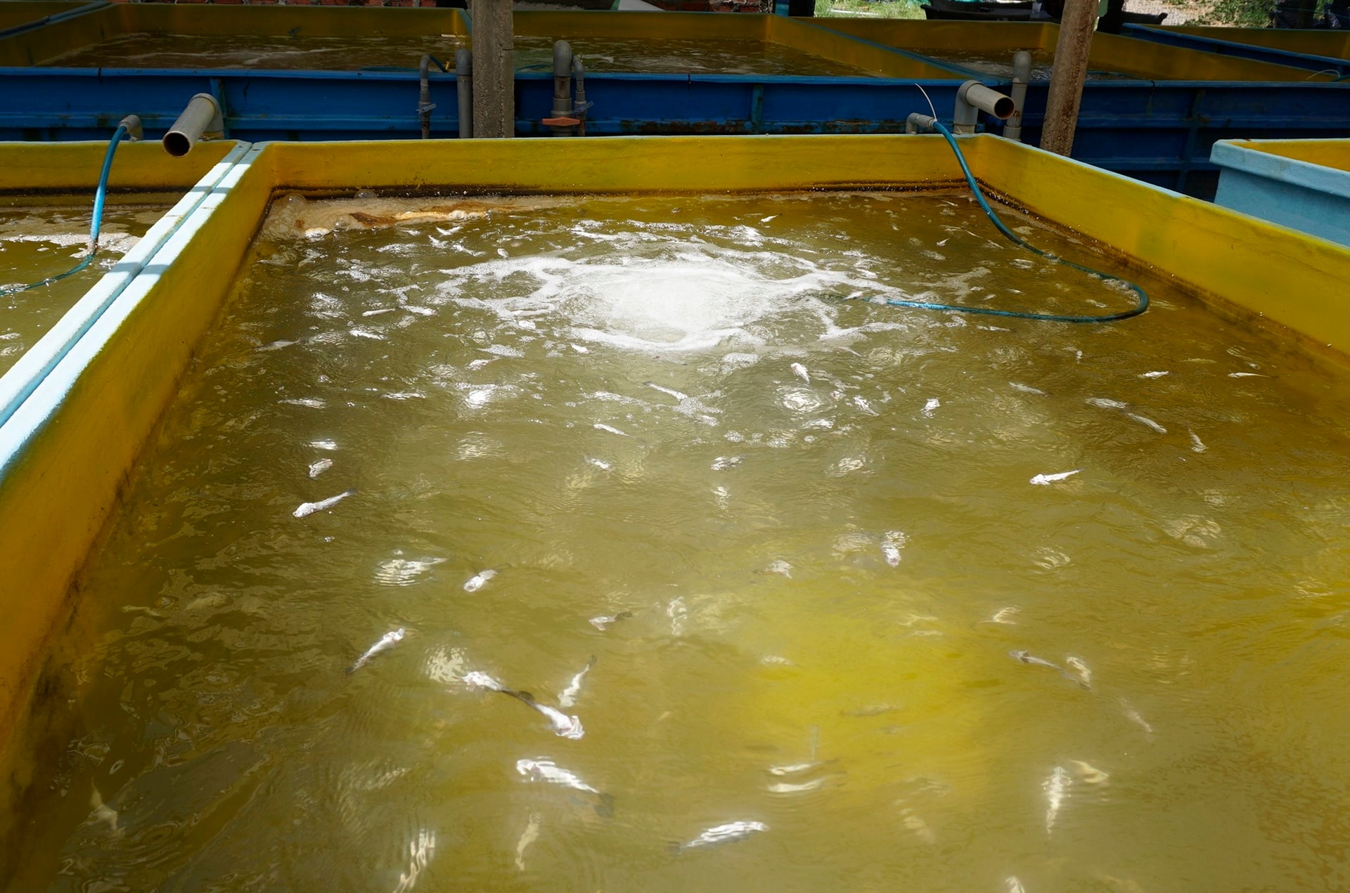 Ngư dân thất thần sau bão Kalmaegi: Trắng tay rồi, tan nát hết! - 9 Ngư dân thất thần sau bão Kalmaegi: Trắng tay rồi, tan nát hết! - 9