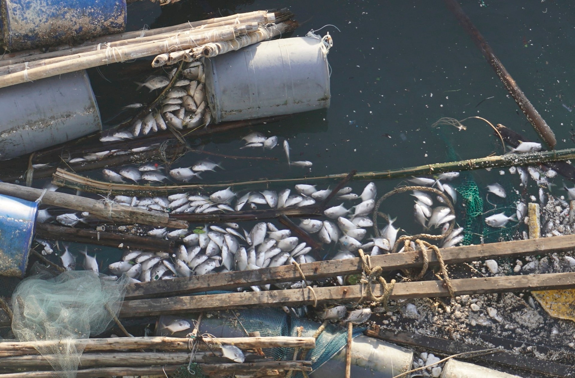 Ngư dân thất thần sau bão Kalmaegi: Trắng tay rồi, tan nát hết! - 4 Ngư dân thất thần sau bão Kalmaegi: Trắng tay rồi, tan nát hết! - 4