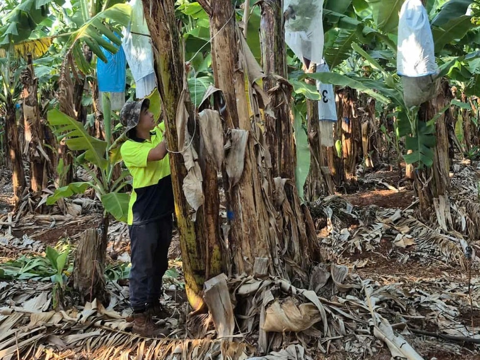 Kiếm trăm triệu mỗi tháng khi sang Úc làm nông - 3