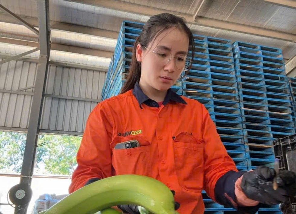 Kiếm trăm triệu mỗi tháng khi sang Úc làm nông - 2