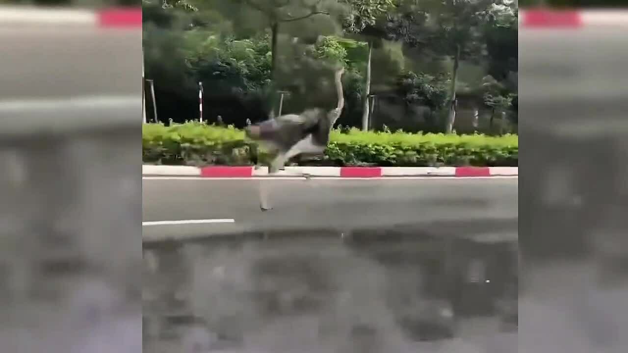 Tiêu hủy đà điểu bị lạc trên đường ở TP HCM