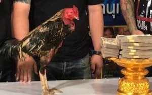 Người đàn ông đã trộm 10 con bò bán lấy tiền tặng "gái lạ" và cái kết - Ảnh 2.