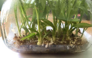 Cây cảnh "u cục" từng có người trả 2 tỷ đồng nhưng chủ vẫn "chưa ưng bán" - Ảnh 15.