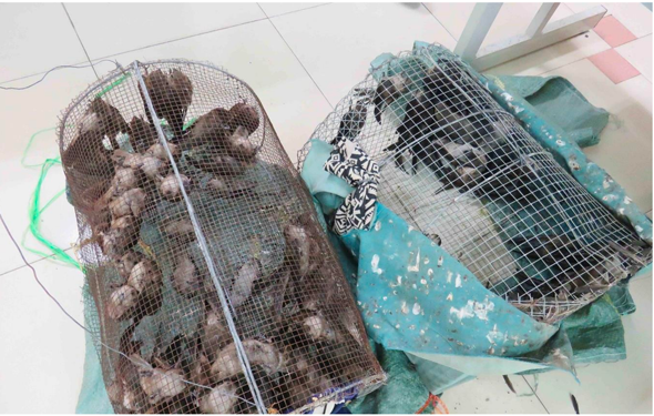 Cấp thiết bảo vệ đàn yến Việt Nam - Ảnh 1. Cấp thiết bảo vệ đàn yến Việt Nam - Ảnh 1.